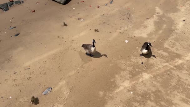 Ducks Brooklyn Waterfront View — Stock Video