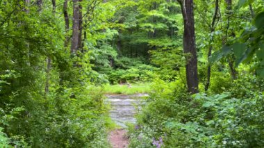 Esopus Creek, Phoenicia, New York