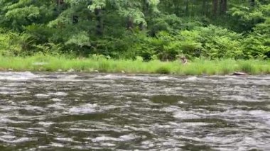 Esopus Creek, Phoenicia, New York