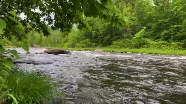 Esopus Creek Phoenicia New York — Stok Video