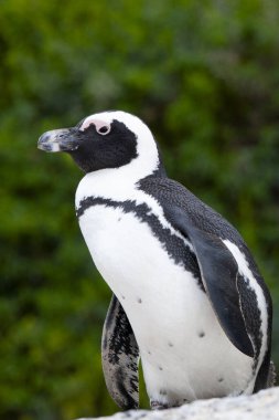 Afrika pengueni (Spheniscus demersus) Simon 's Town, Batı Burnu, Güney Afrika 