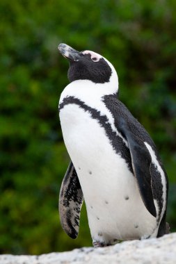 Afrika pengueni (Spheniscus demersus) Simon 's Town, Batı Burnu, Güney Afrika 