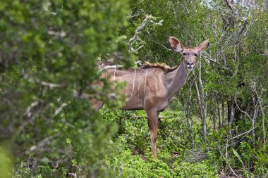 Güney Afrika 'daki Kruger Ulusal Parkı' nda Kadın Büyük Kudu antilobu