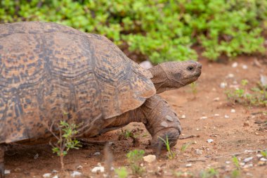 Yeşil arka planda büyük bir kaplumbağanın yakın görüntüsü