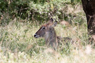 Güney Afrika 'daki Kruger Ulusal Parkı' nda Kadın Büyük Kudu antilobu