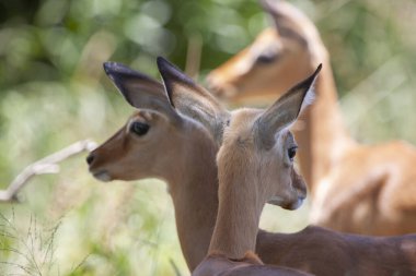 Güney Afrika Kruger Ulusal Parkı 'nda İmpala Antilopları