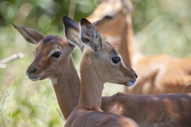 Güney Afrika Kruger Ulusal Parkı 'nda İmpala Antilopları