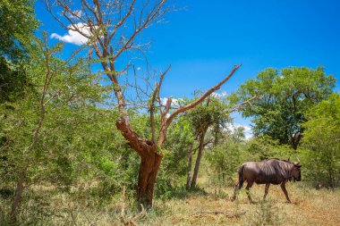 Güney Afrika 'daki Kruger Ulusal Parkı' nda antilop olarak da bilinir.