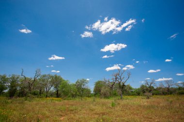Afrika bozkırlarında yeşil ağaçlarla kaplı bir arazi.