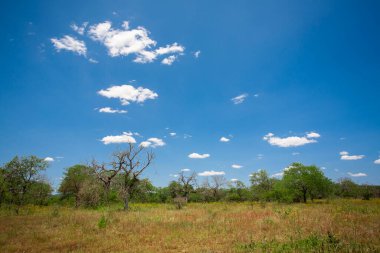 Savanada yeşil ağaçlar ve mavi gökyüzü olan güzel bir manzara.