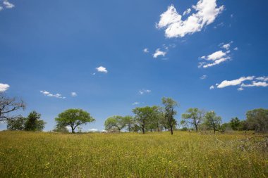 Afrika bozkırlarında yeşil ağaçlarla kaplı bir arazi.