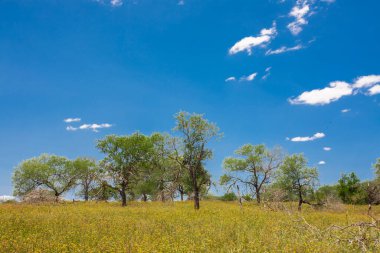 Savanada yeşil ağaçlar ve mavi gökyüzü olan güzel bir manzara.