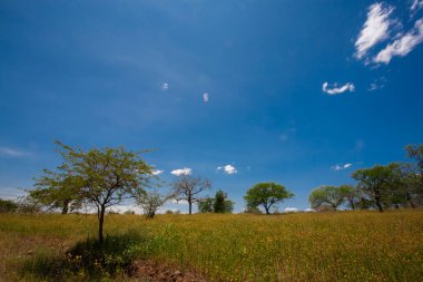Afrika bozkırlarında yeşil ağaçlarla kaplı bir arazi.