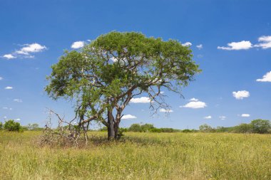 Savanada ve mavi gökyüzünde büyük yeşil ağaçları olan güzel manzara.