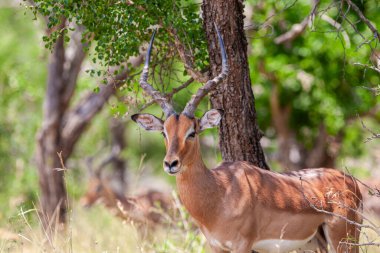 Güney Afrika 'daki Kruger Ulusal Parkı' nda erkek antilop.