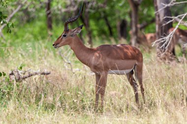 Güney Afrika 'daki Kruger Ulusal Parkı' nda erkek antilop.