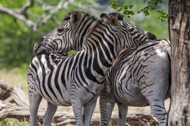 Güney Afrika Kruger Ulusal Parkı 'nda Zebralar