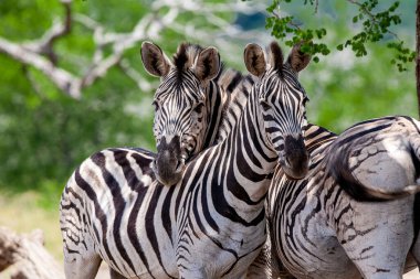 Güney Afrika Kruger Ulusal Parkı 'nda Zebralar