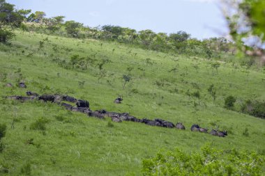Güney Afrika 'daki Kruger Ulusal Parkı' nda bir grup Afrika bufalosu.