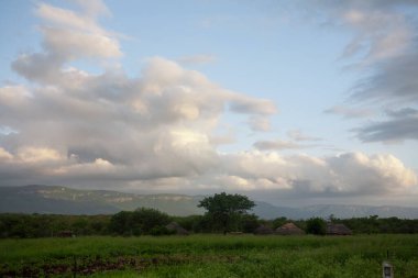 Afrika bozkırlarında yeşil ağaçlarla kaplı bir arazi.