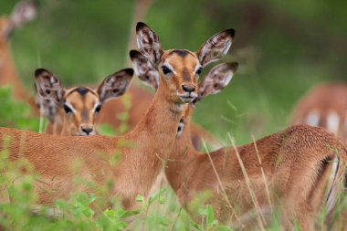 Güney Afrika Kruger Ulusal Parkı 'nda İmpala Antilopları