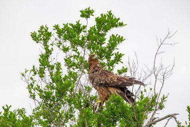 Afrika balık kartalı Kruger Ulusal Parkı, Güney Afrika 