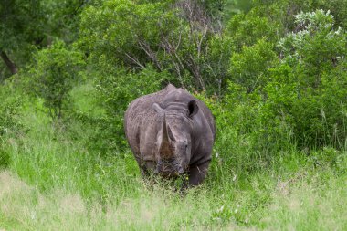 Afrika fili Kruger Ulusal Parkı, Güney Afrika