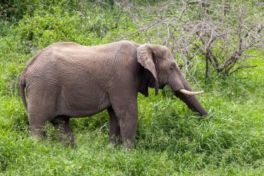 Afrika fili Kruger Ulusal Parkı, Güney Afrika