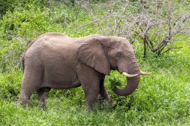 Afrika fili Kruger Ulusal Parkı, Güney Afrika