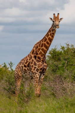 Kruger Ulusal Parkı 'nda zürafa, Güney Afrika