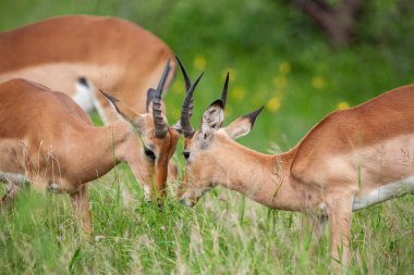 Güney Afrika Kruger Ulusal Parkı 'nda İmpala Antilopları