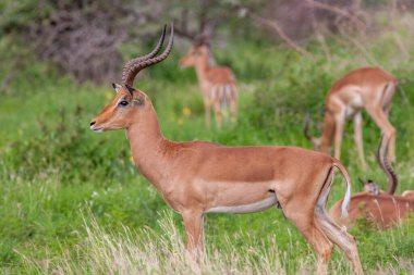 Güney Afrika 'daki Kruger Ulusal Parkı' nda erkek antilop.