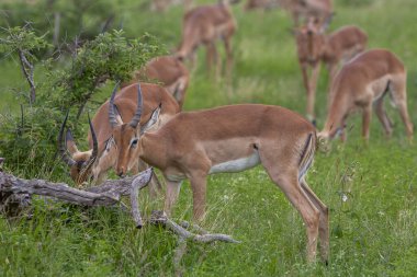 Güney Afrika Kruger Ulusal Parkı 'nda İmpala Antilopları