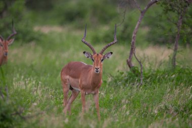Güney Afrika 'daki Kruger Ulusal Parkı' nda erkek antilop.