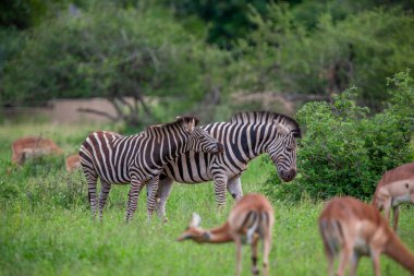 Güney Afrika Kruger Ulusal Parkı 'nda Zebralar