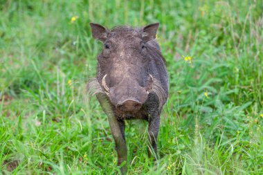 kruger national park, Güney Afrika içinde erkek yaban domuzu
