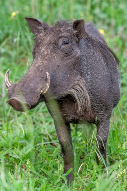 kruger national park, Güney Afrika içinde erkek yaban domuzu