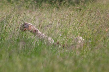 Güney Afrika 'daki Kruger Ulusal Parkı' nda aslan var.