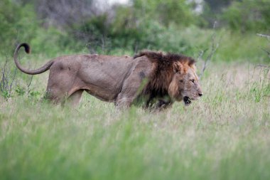Güney Afrika 'daki Kruger Ulusal Parkı' nda aslan var.