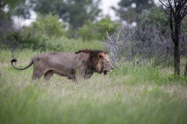 Güney Afrika 'daki Kruger Ulusal Parkı' nda aslan var.