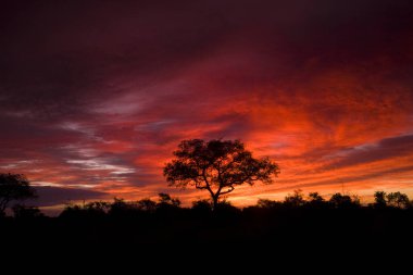 Kruger Ulusal Parkı, Güney Afrika 'da güzel bir gün batımı