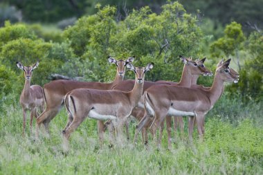 Güney Afrika Kruger Ulusal Parkı 'nda İmpala Antilopları