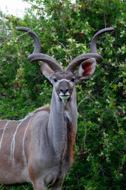 Addo Fil Ulusal Parkı, Doğu Burnu, Güney Afrika 'da Büyük Kudu antilobu
