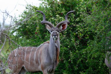 Kruger Ulusal Parkı, Güney Afrika 'da Büyük Kudu antilobu