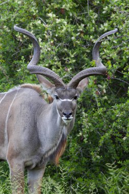Addo Fil Ulusal Parkı, Doğu Burnu, Güney Afrika 'da Büyük Kudu antilobu