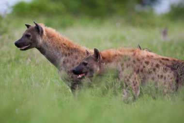 Kruger Ulusal Parkı, Güney Afrika 'da sırtlan görüldü.