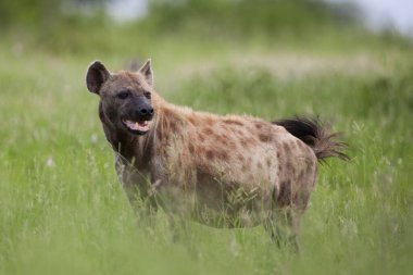 Kruger Ulusal Parkı, Güney Afrika 'da sırtlan görüldü.