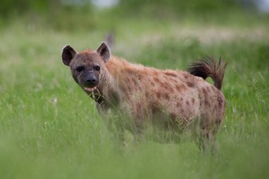Kruger Ulusal Parkı, Güney Afrika 'da sırtlan görüldü.