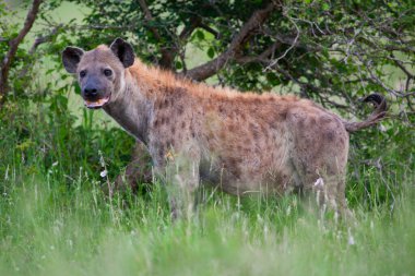 Kruger Ulusal Parkı, Güney Afrika 'da sırtlan görüldü.