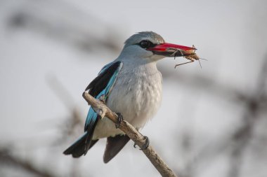 Kruger Ulusal Parkı, Güney Afrika 'da Afrikalı bir patenci.